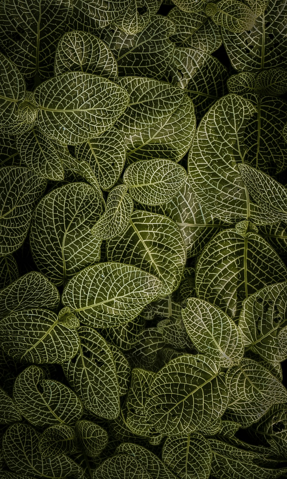 green and white leaf plant