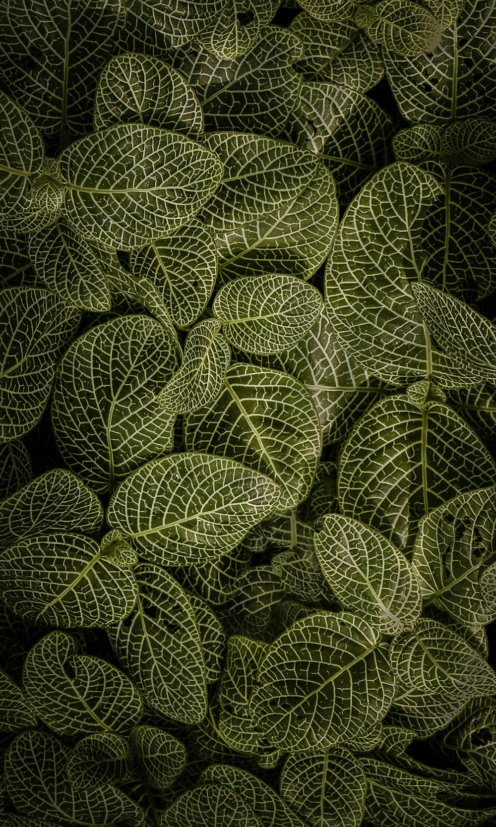 녹색과 흰색 잎 식물