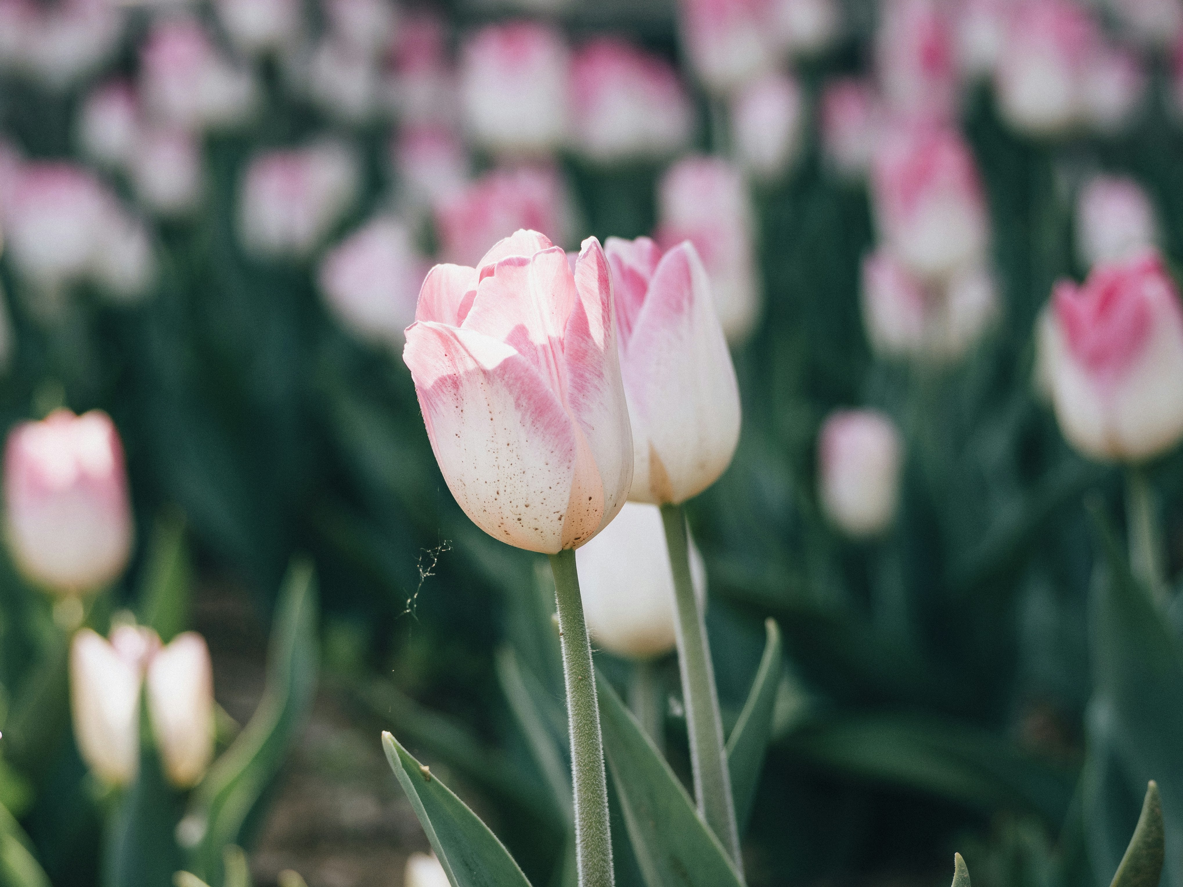 Photo by xiazheng1995