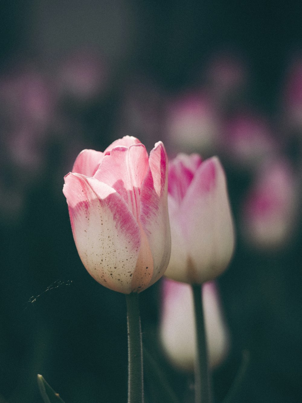 tulipe rose et blanche en fleur la photo en gros photo – Photo Plante  Gratuite sur Unsplash