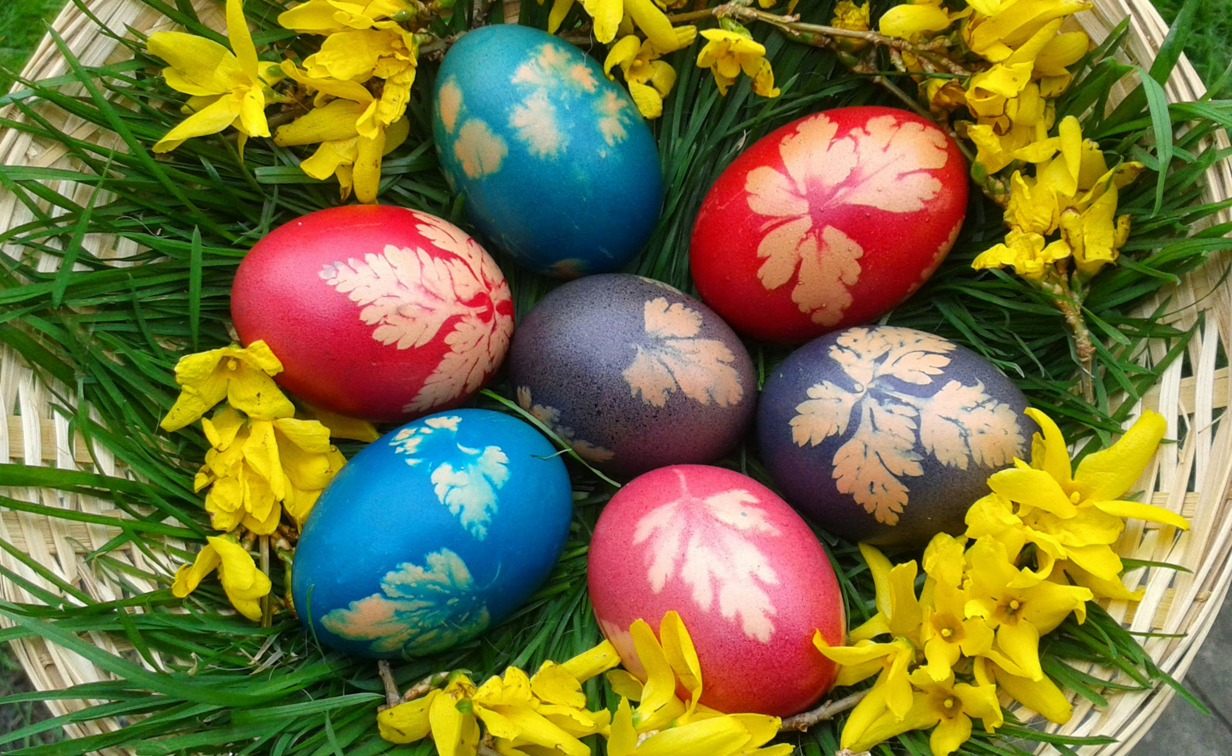 Pastel colored Easter basket filled with decorated eggs and spring flowers on grass