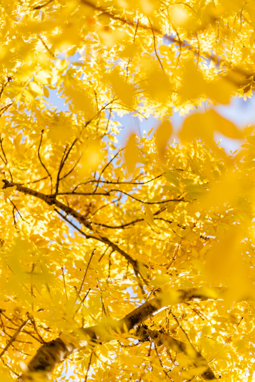 yellow leaves on tree branch during daytime