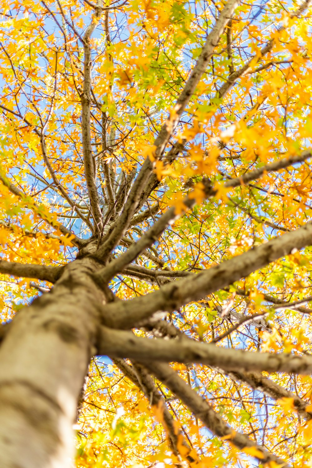 yellow and brown leaves on tree