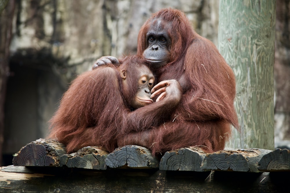 singe brun sur rondin de bois brun pendant la journée