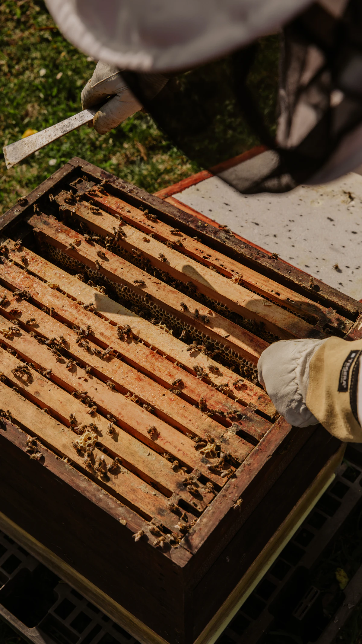 A beekeeper works a frame lifted from an open hive box, tools in hand.