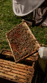 brown and black bee on brown wooden frame