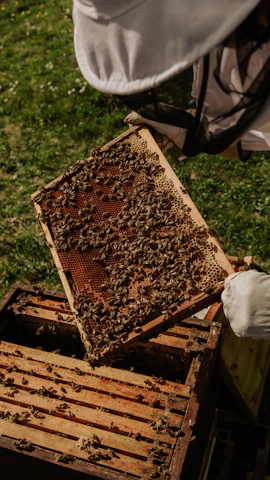 brown and black bee on brown wooden frame