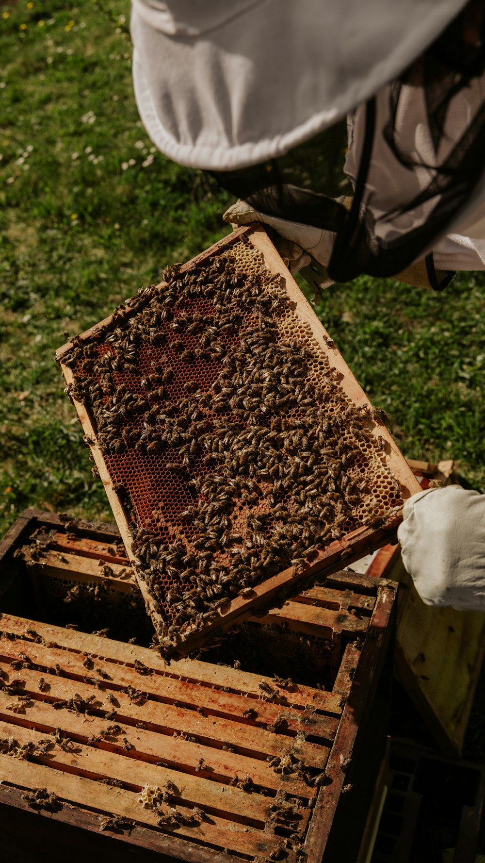 abeja marrón y negra sobre marco de madera marrón