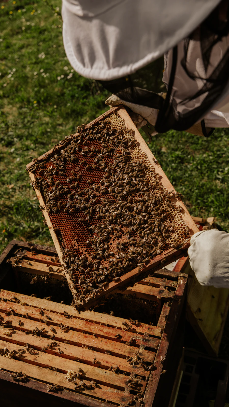 A honey bee on a wooden hive frame