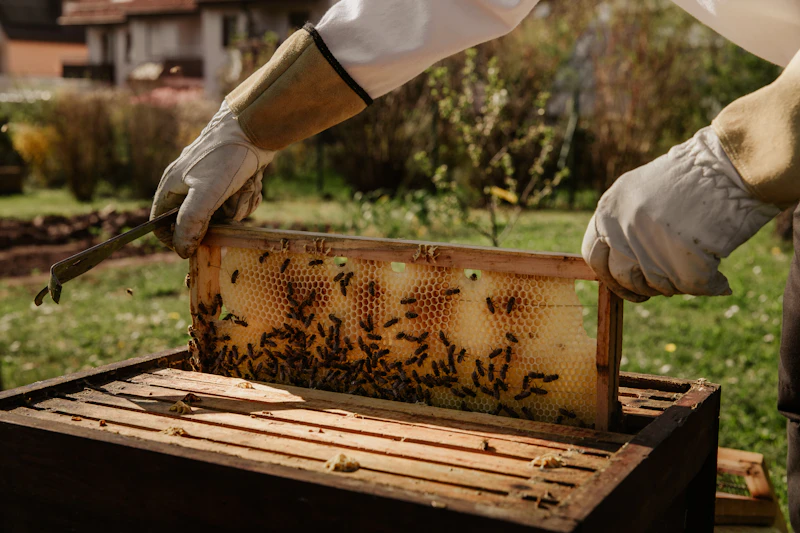 Beekeeper holding a hive frame