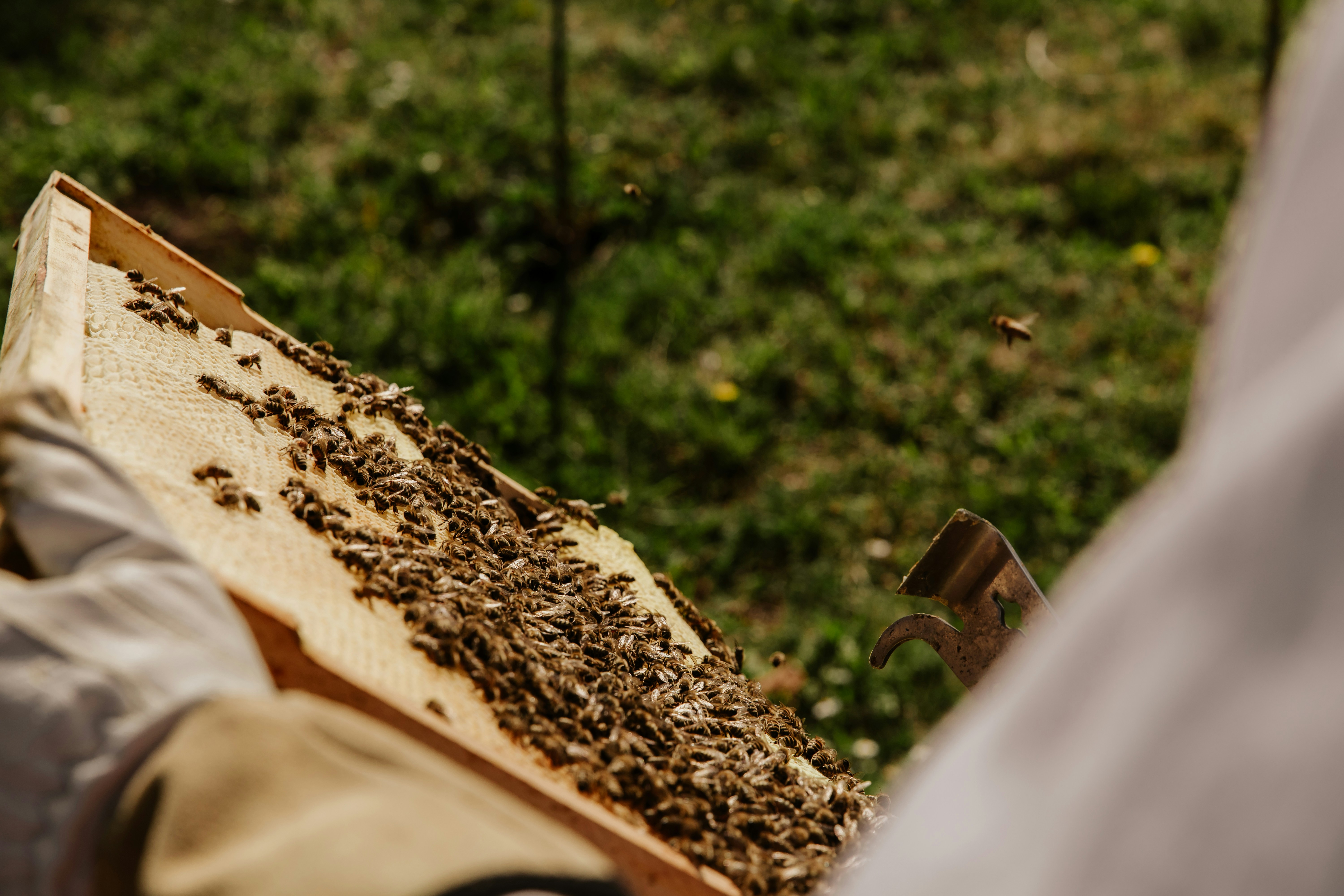 brown and black bee on brown wooden board