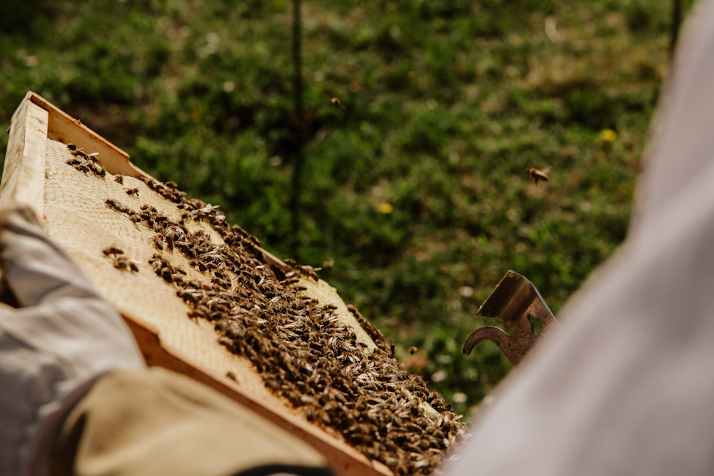 brown and black bee on brown wooden board