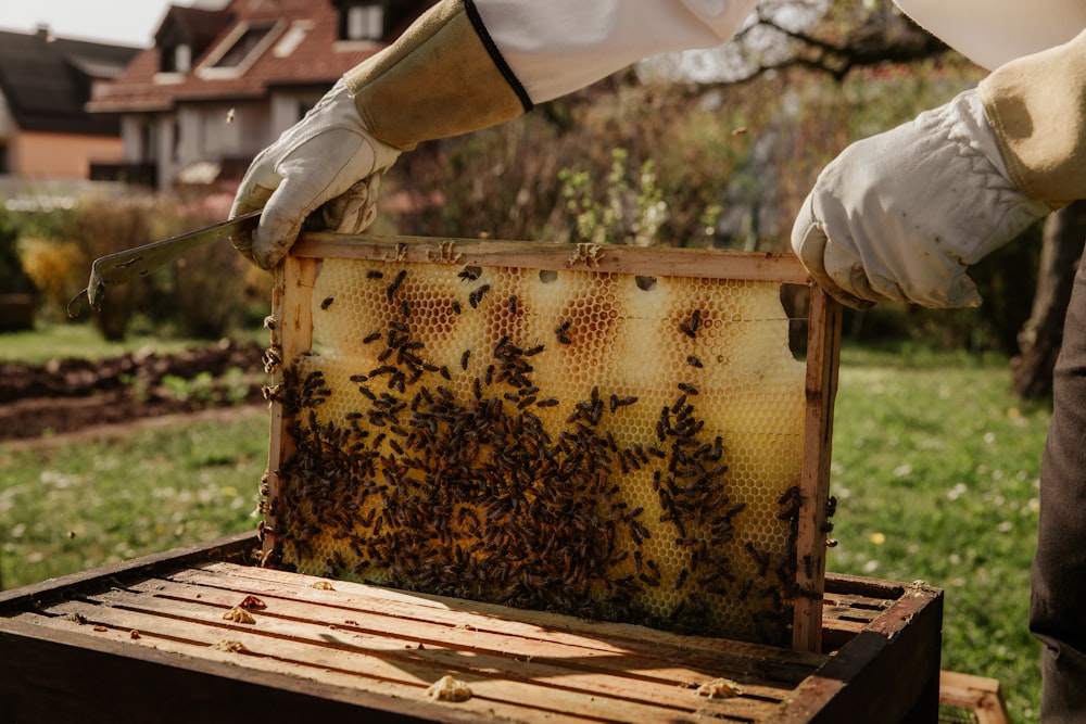 Persona sosteniendo una abeja marrón y negra