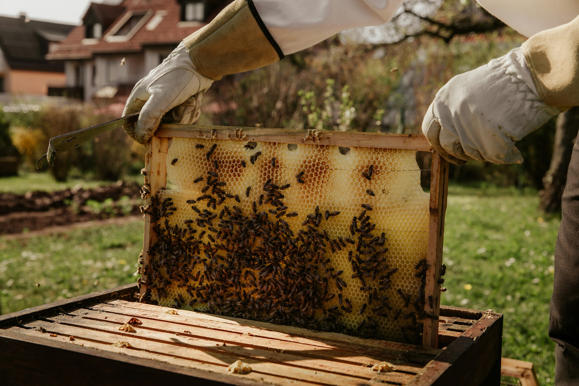 Apiculture, or beekeeping, letting us learn about how bees behave