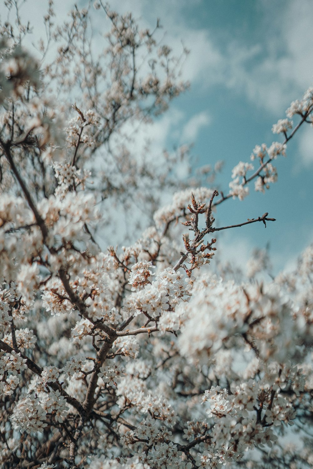 white cherry blossom under blue sky during daytime