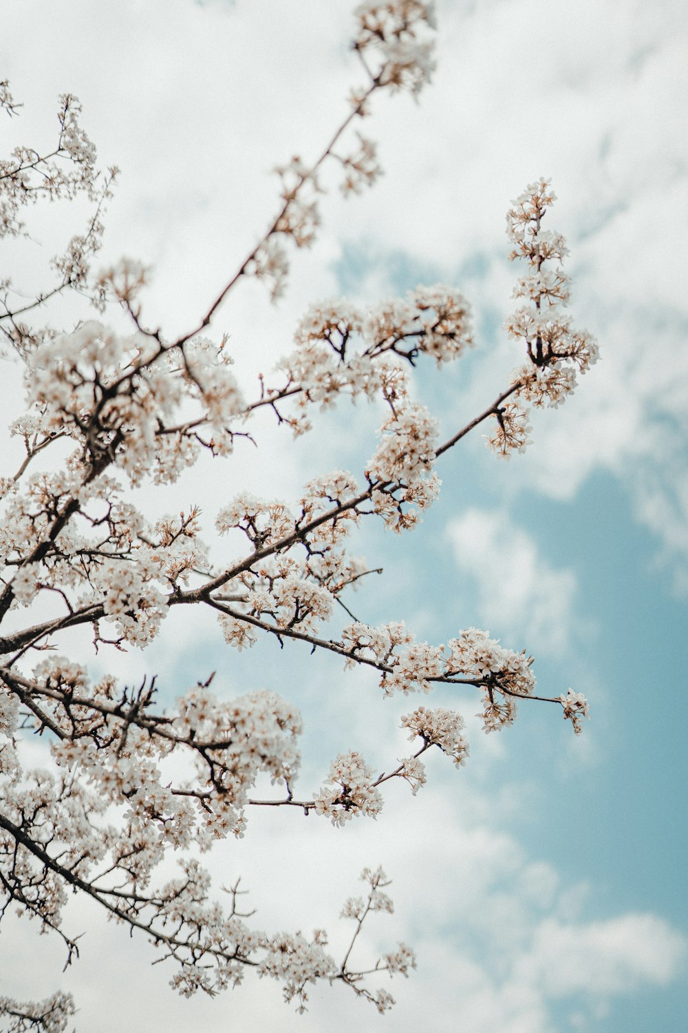 white cherry blossom under blue sky during daytime