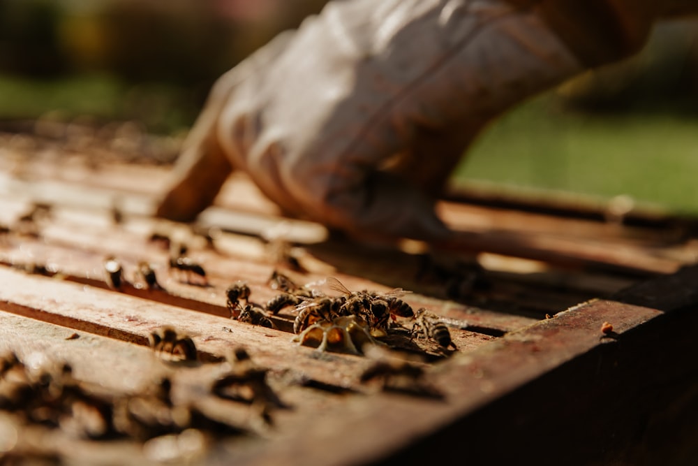 black and brown bee on brown wooden table