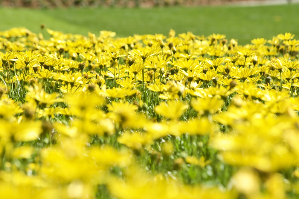 yellow flower field during daytime