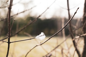 A stunning photograph capturing a moment in nature.