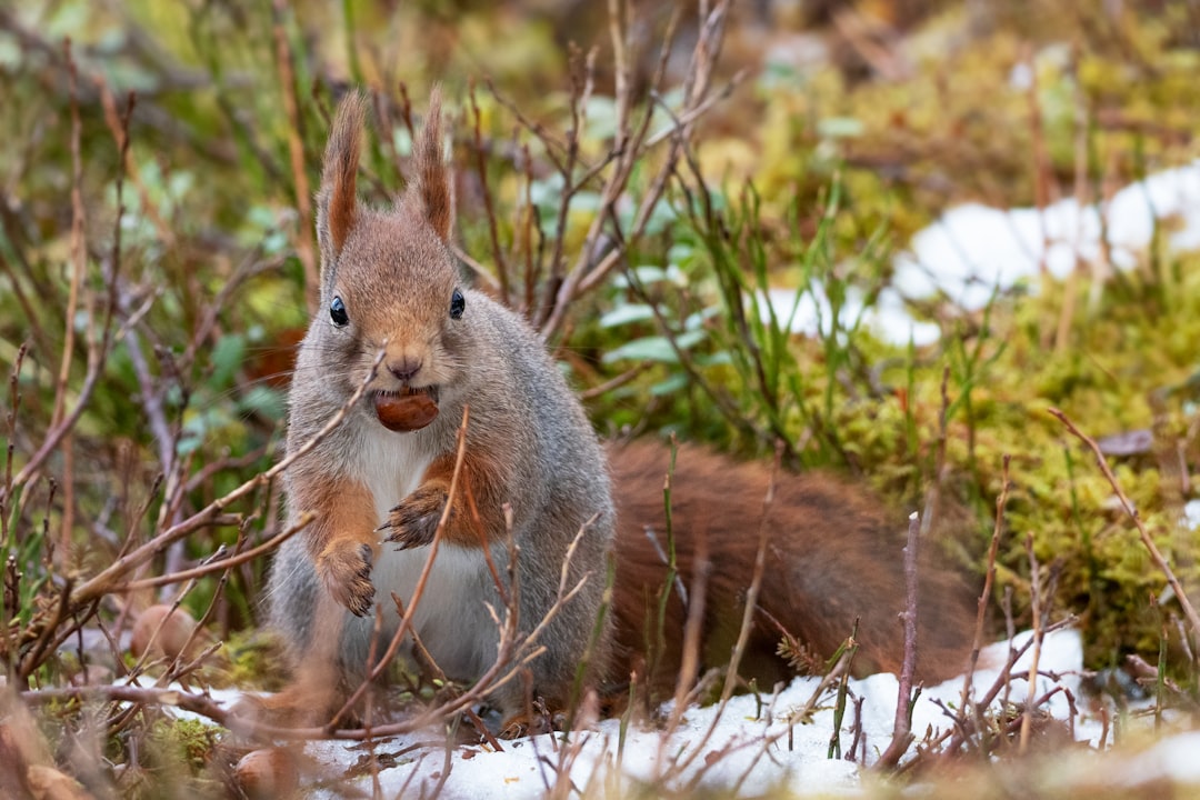 brown squirrel on green grass during daytime