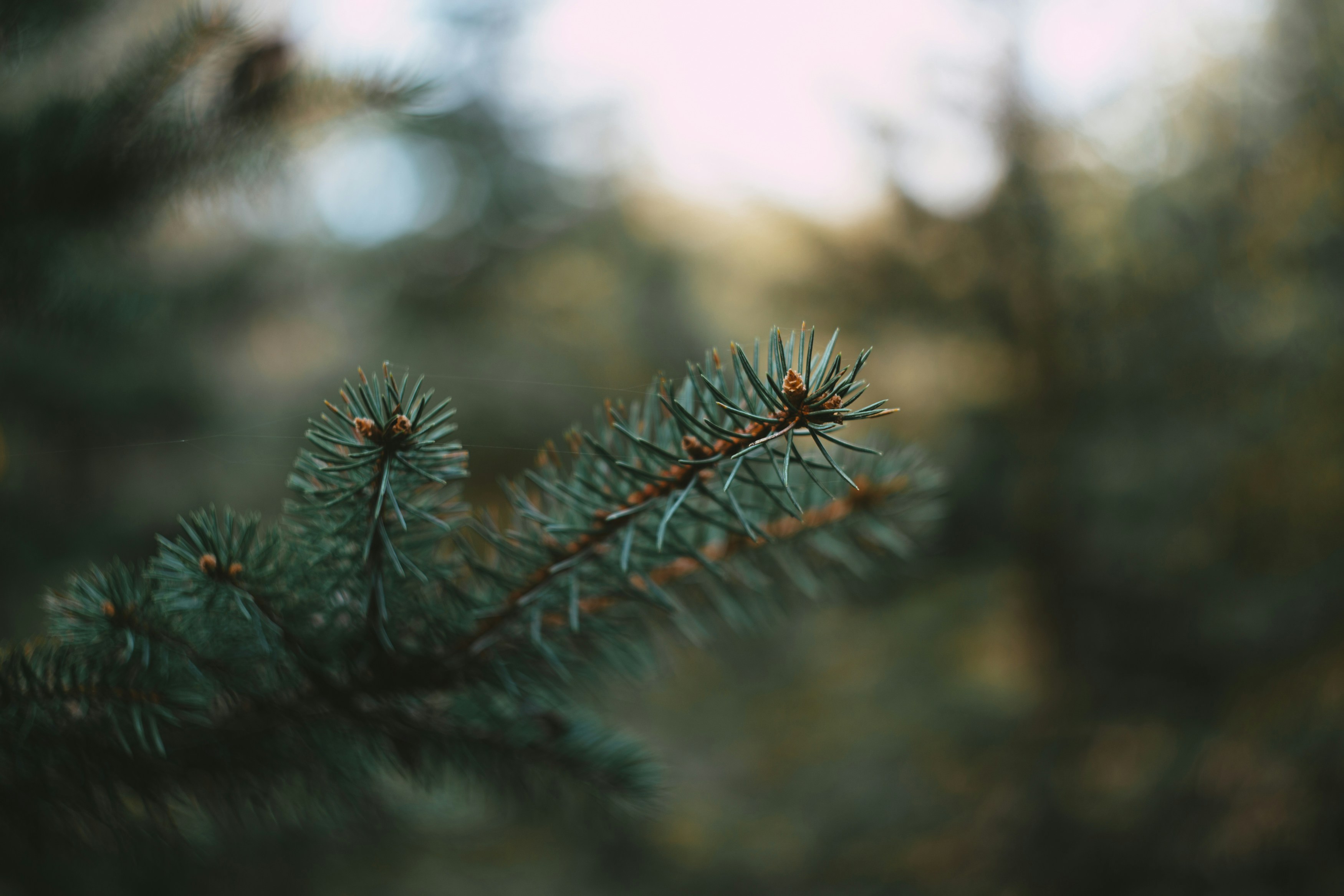 green pine tree in close up photography fir teams background