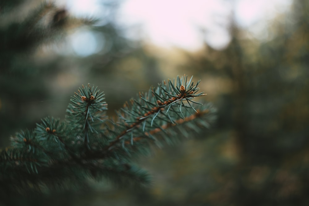 green pine tree in close up photography