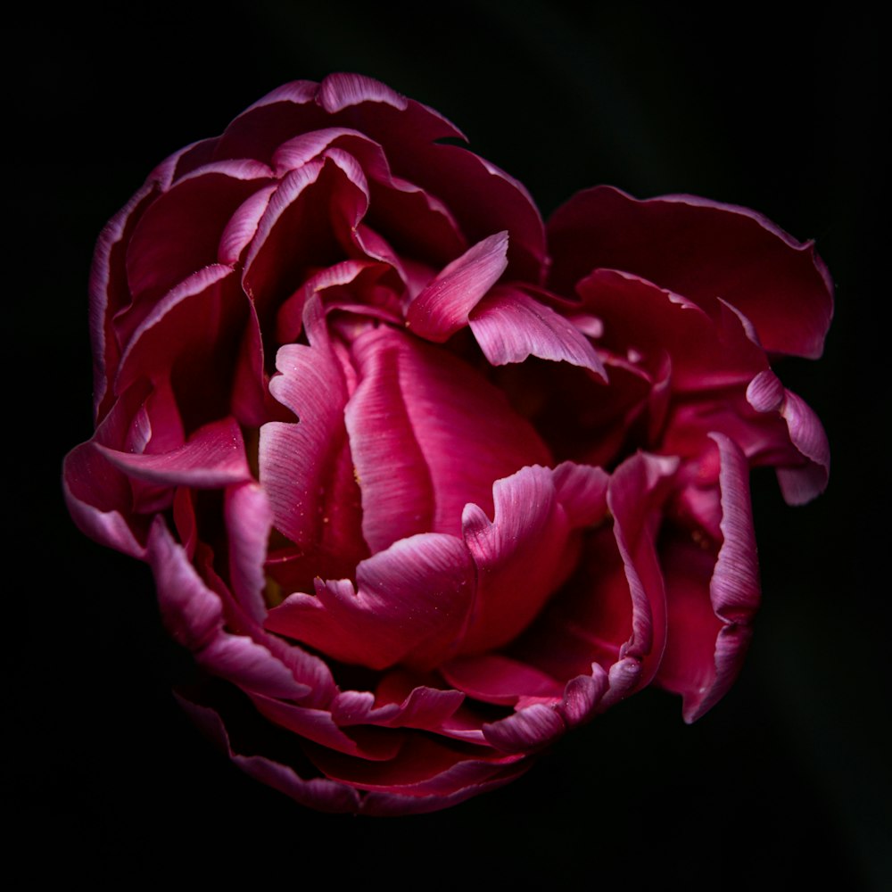 red rose in black background