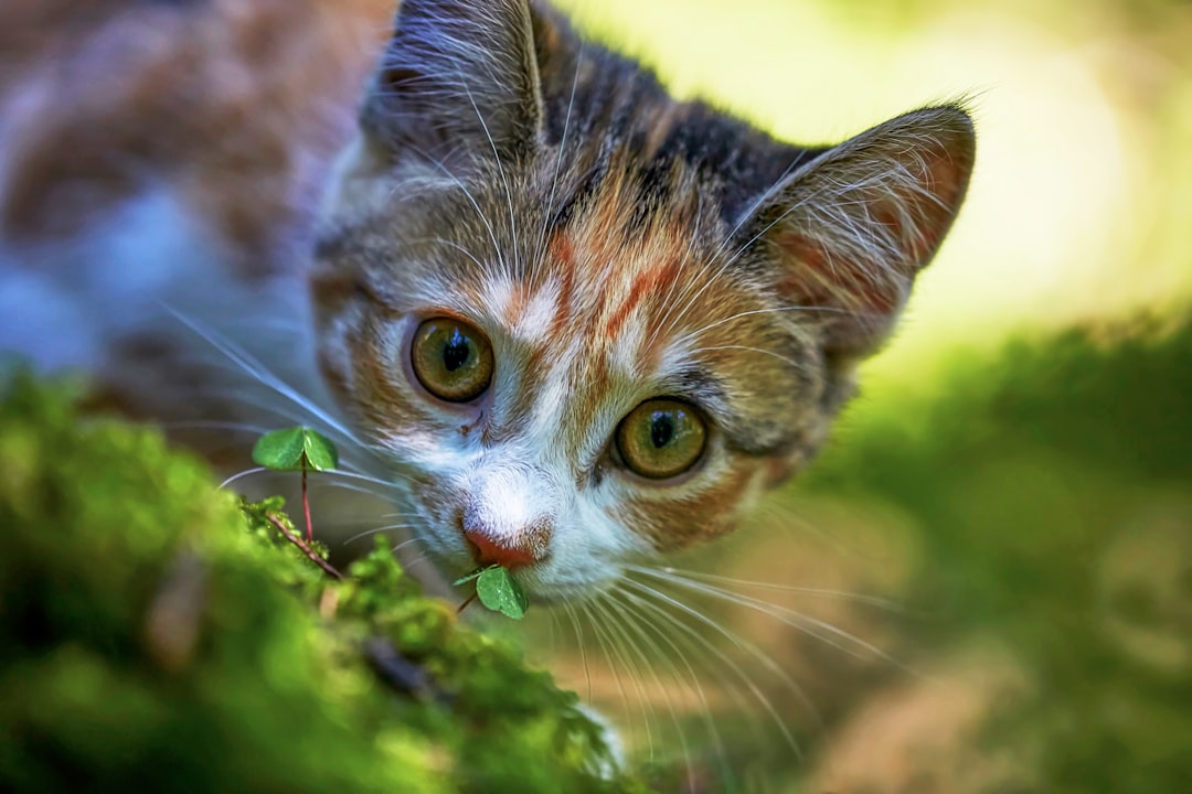 brown tabby cat on green plant