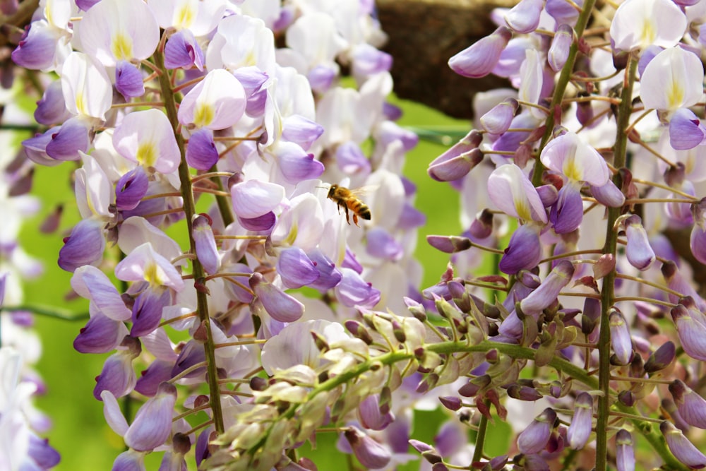 weiße und violette Blüten tagsüber