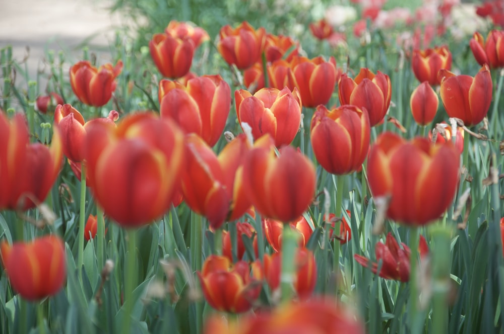 red tulips in bloom during daytime