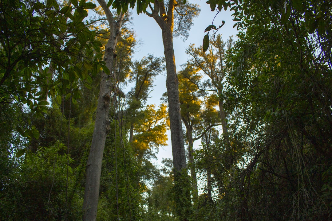 Forest photo spot Christchurch New Zealand