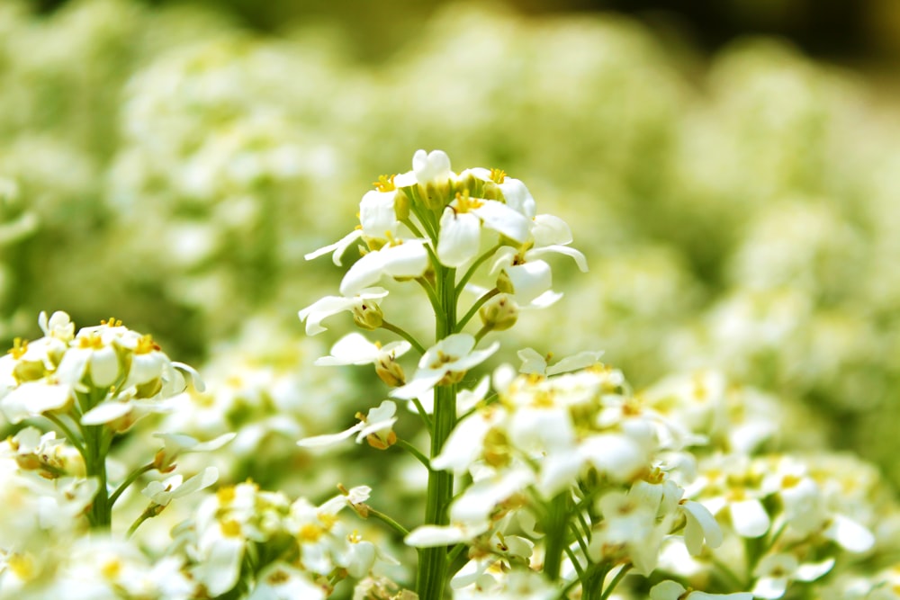 Weiße Blumen in der Tilt Shift-Linse