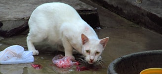 A white cat is crouched on a concrete surface, focused intently on licking or eating food from a discarded plastic wrapper. Nearby, there's a white piece of fabric or plastic and a large black container or bucket. The scene appears slightly messy, suggesting a setting that might be outdoors or in an alley.