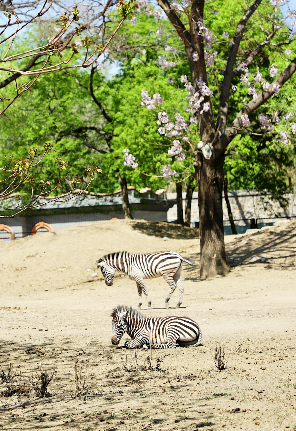 zebra in piedi sulla sabbia marrone vicino agli alberi verdi durante il giorno