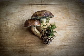 Two brown mushrooms with textured caps and white stems rest on a wooden surface alongside a small patch of green moss, evoking a natural, earthy setting.