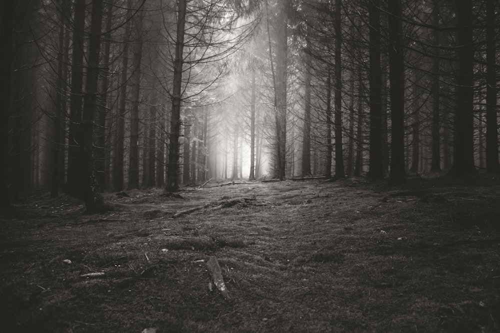 grayscale photo of forest trees