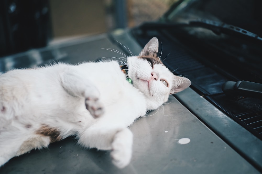 white and brown cat lying on black table