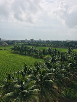 A lush green landscape with neatly arranged rows of palm trees and expansive fields extending into the distance. The scene is bordered by a line of trees and framed against a backdrop of distant buildings under a cloudy sky.