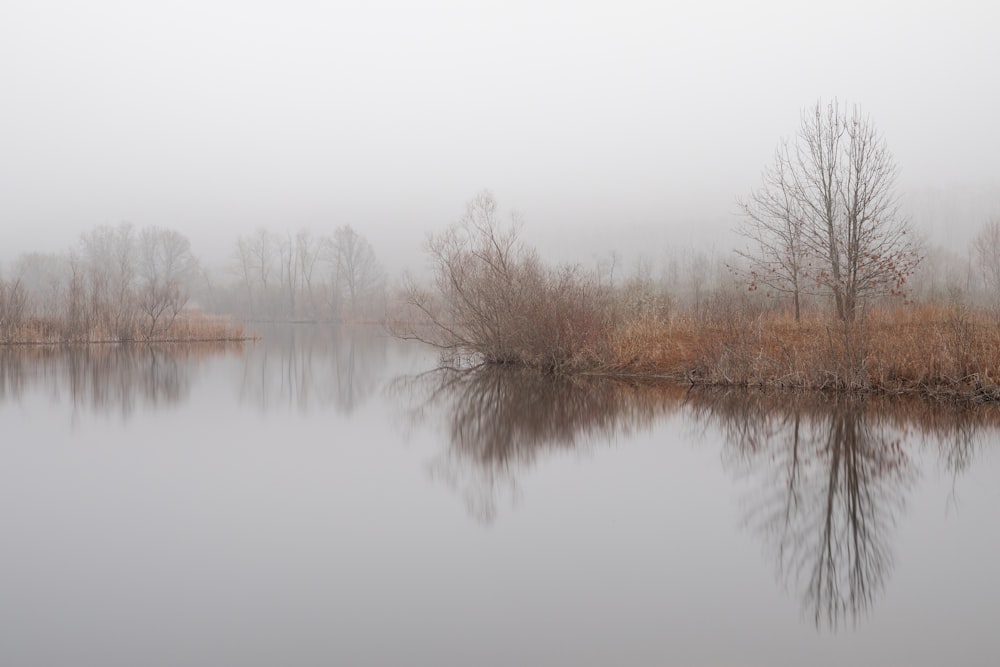 brown leafless trees near lake during daytime