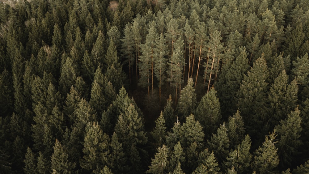 arbres verts sur la forêt pendant la journée