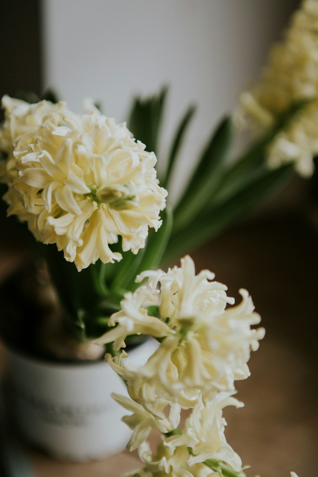 white and yellow flower in close up photography