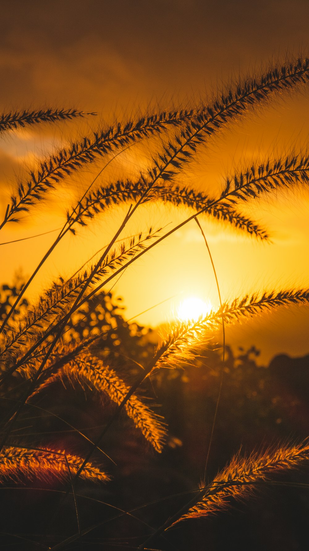 silhouette of grass during sunset