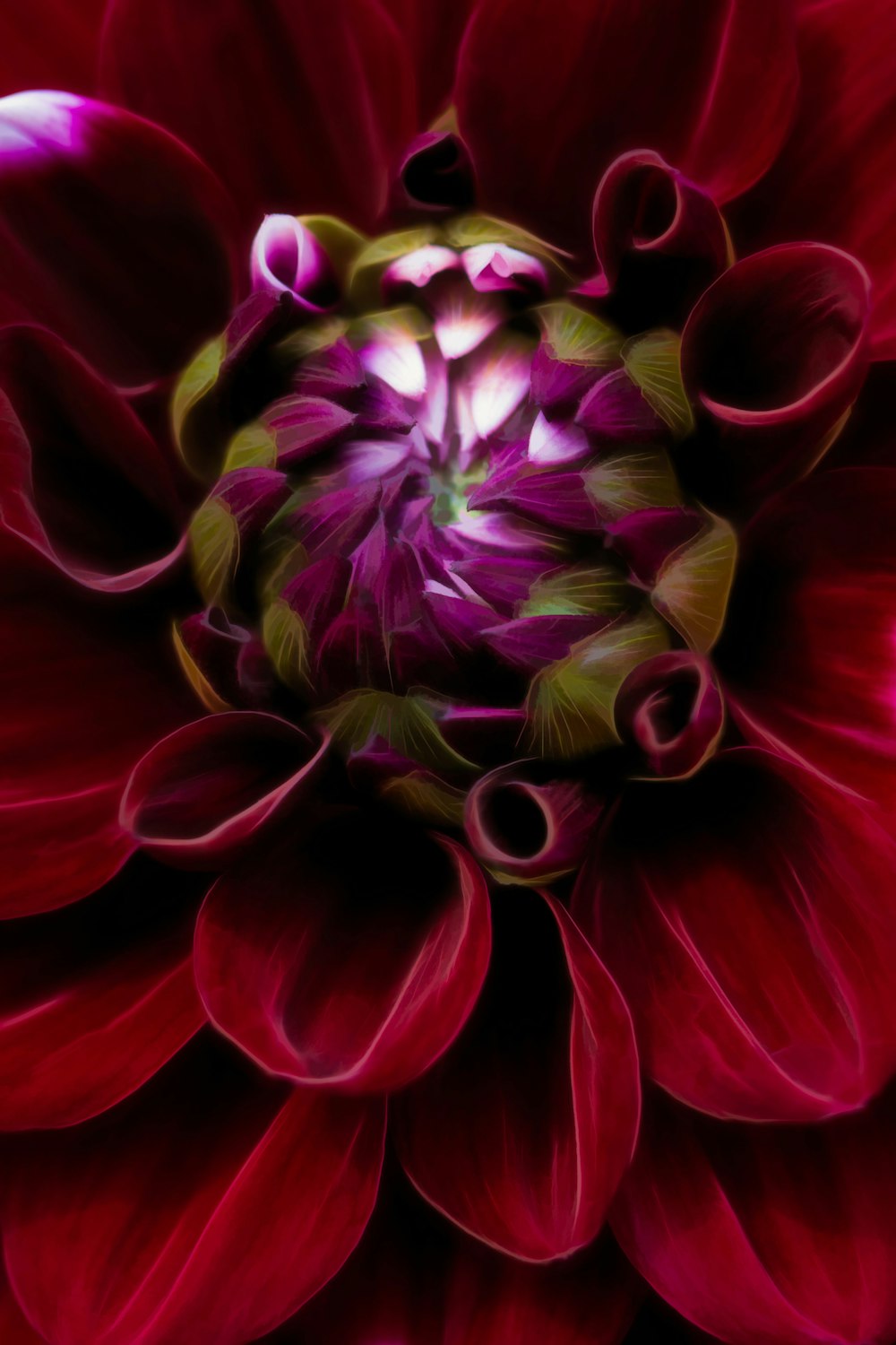 flor vermelha e roxa na fotografia de perto