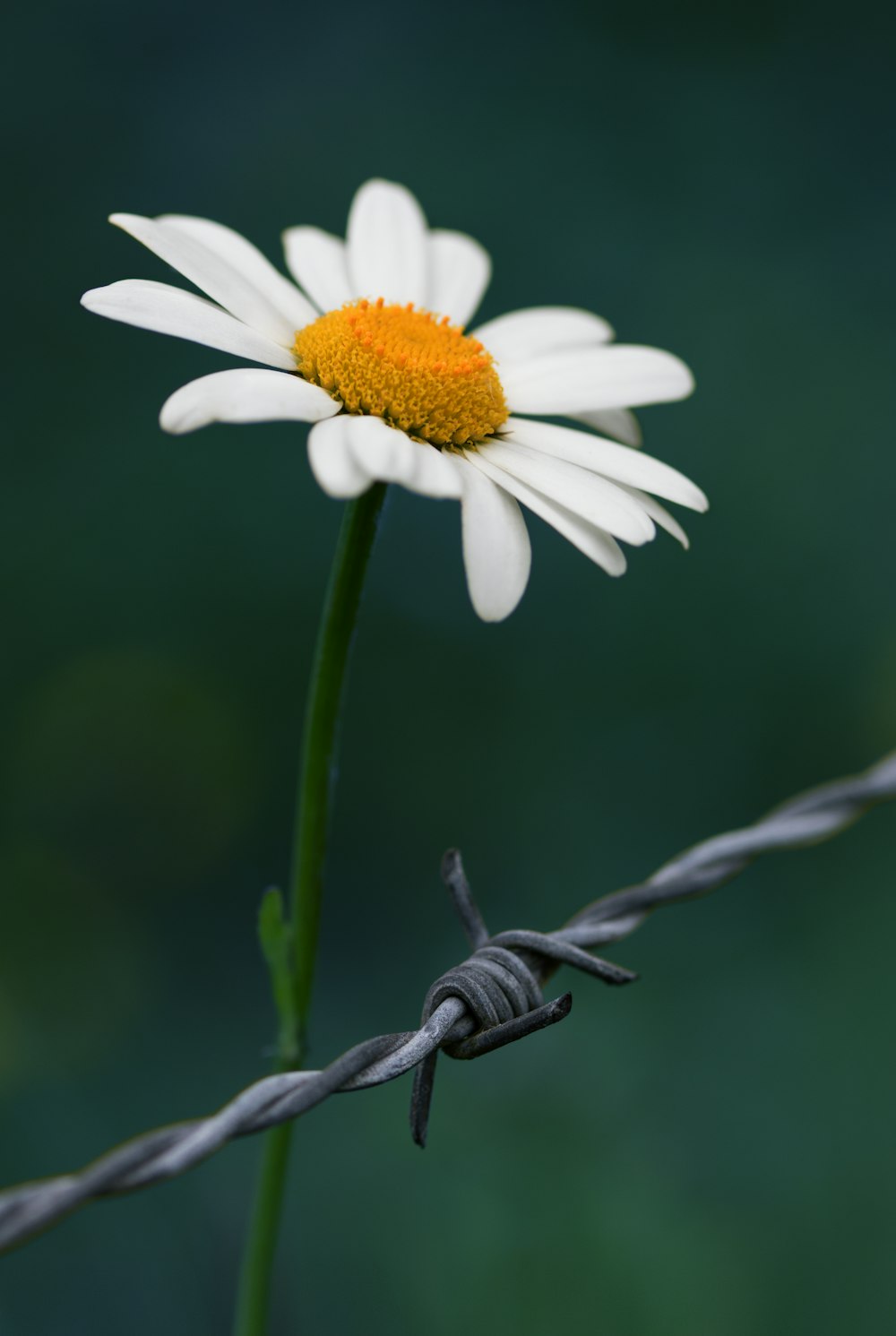 Weißes Gänseblümchen blüht tagsüber