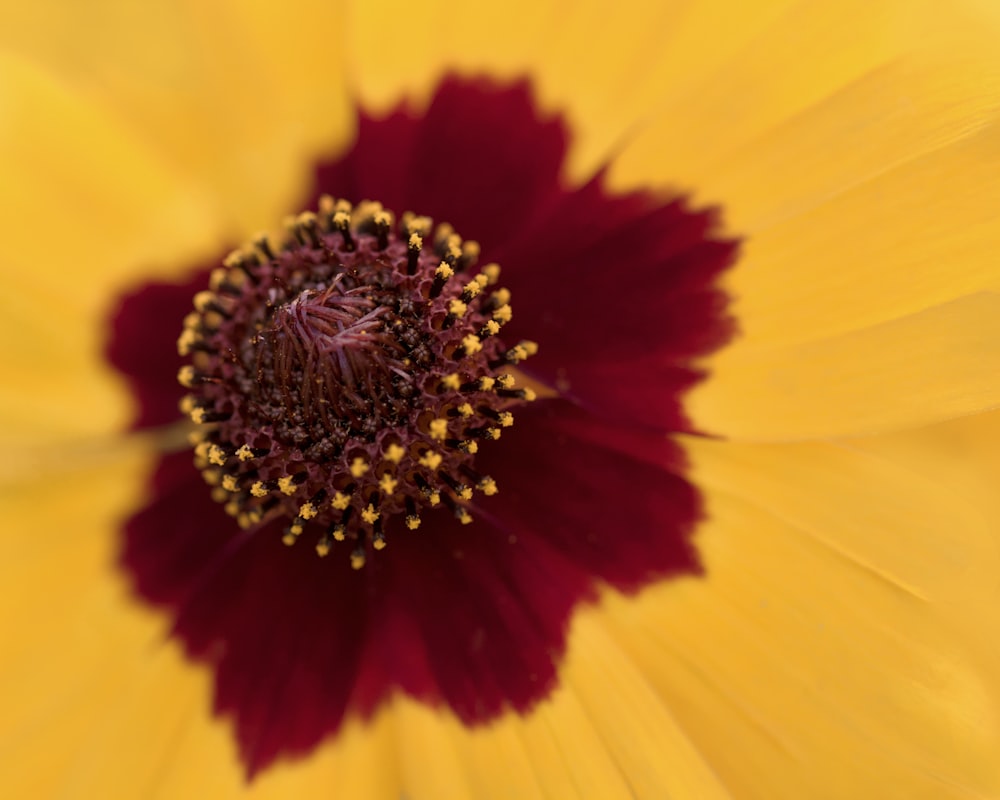 yellow and red flower in bloom