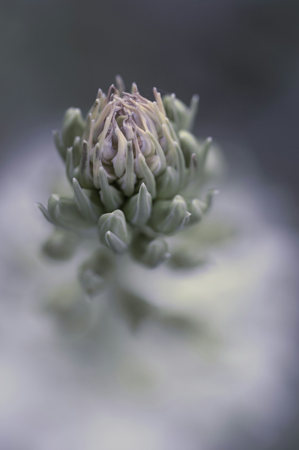 green flower bud in close up photography