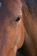 brown horses eye in close up photography
