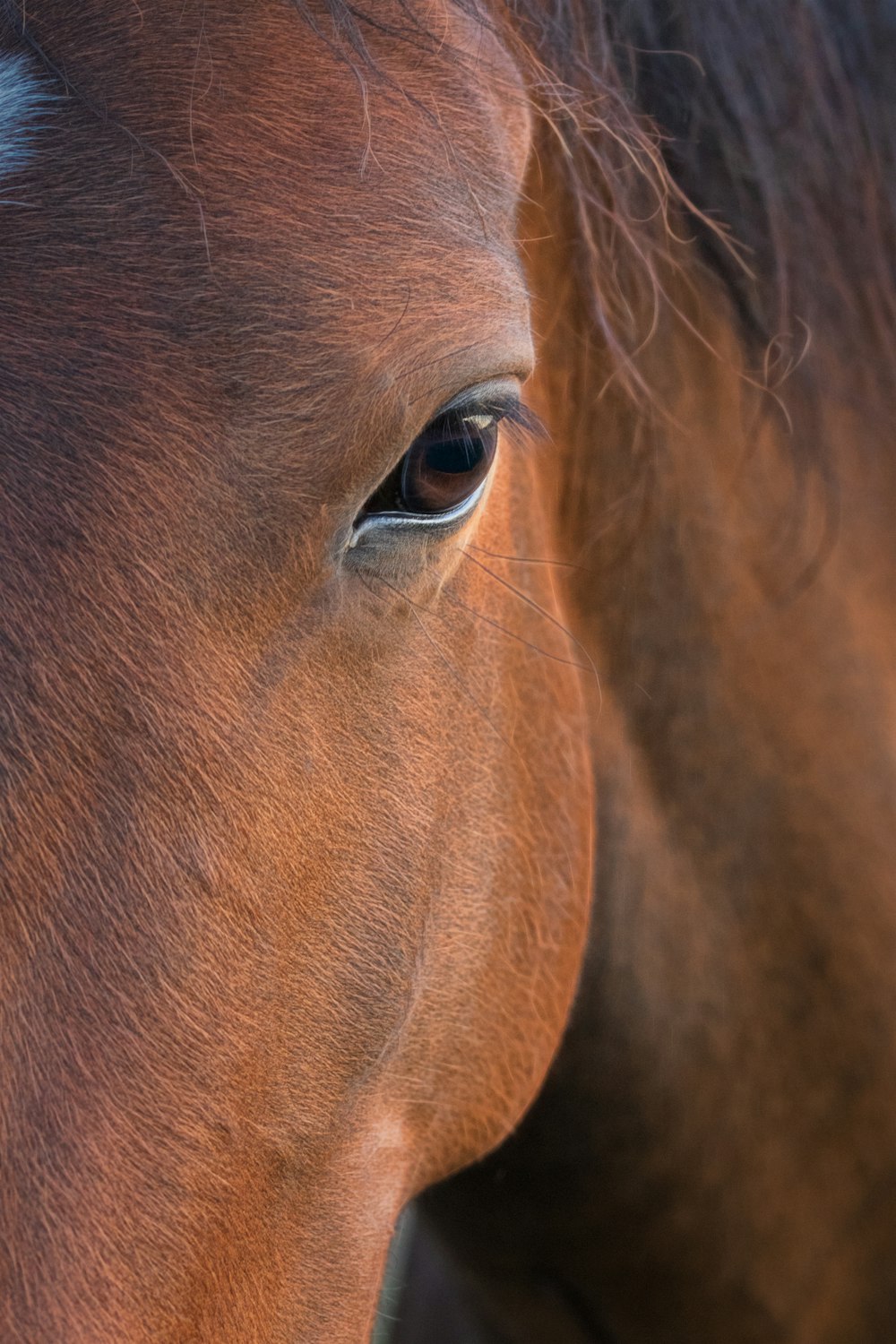 brown horses eye in close up photography