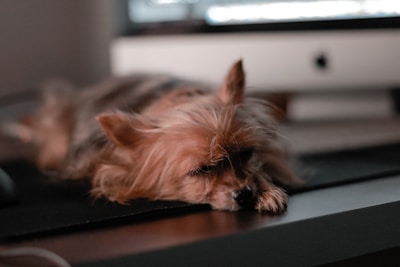 A small, fluffy dog with brown fur is lying on a table in front of a computer screen. The dog appears relaxed, with its head resting on its paws.
