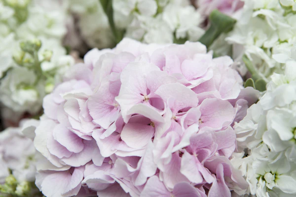 Bouquet d'immortelles séchées